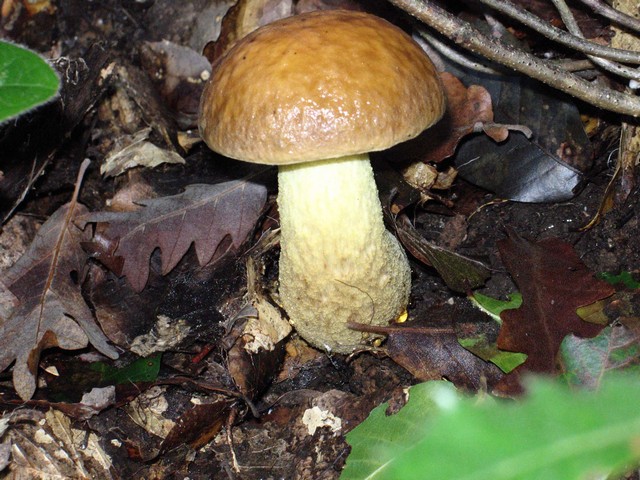 ancora Leccinum